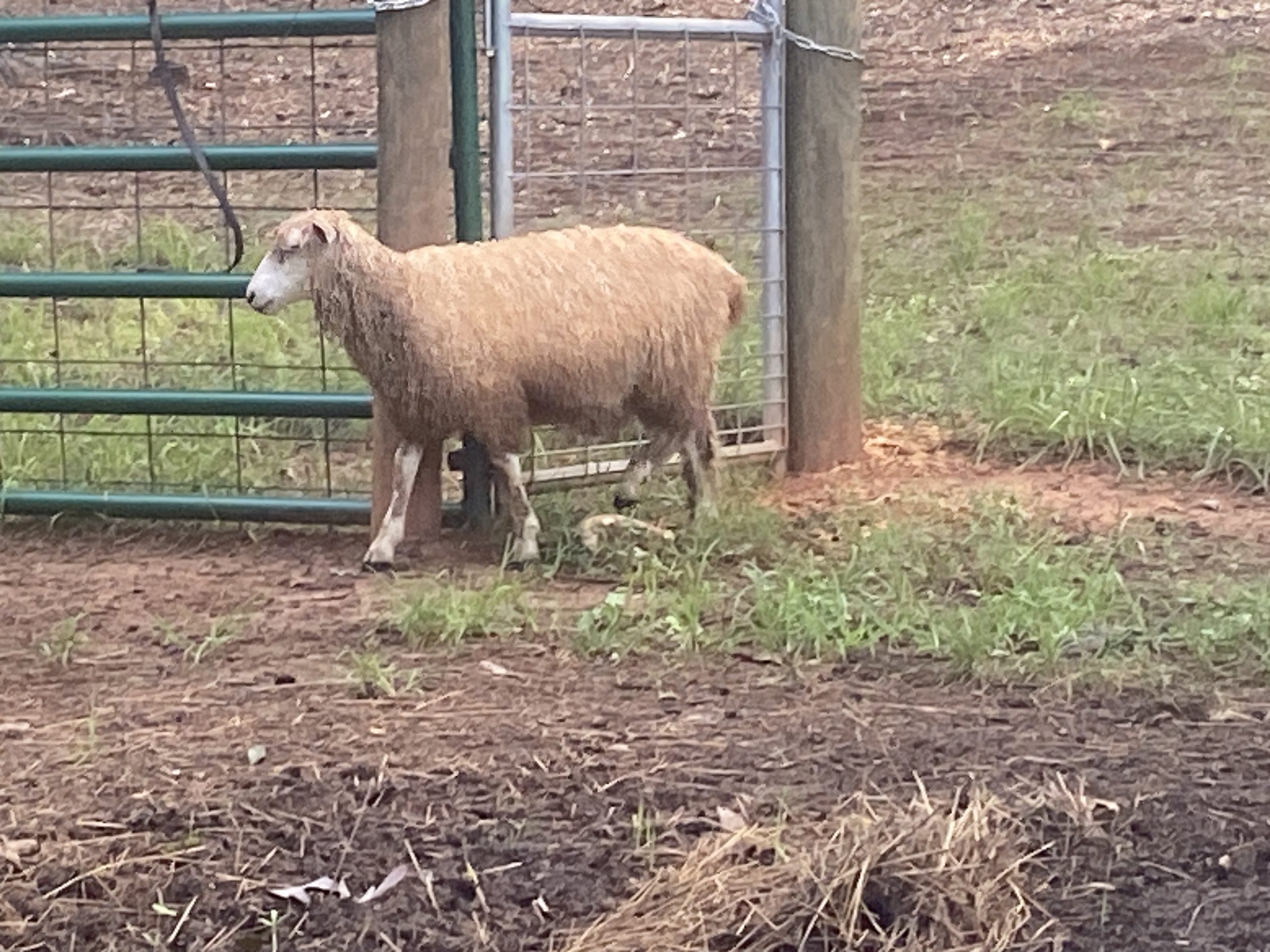 Leicester Longwool lambs for sell Rams And Ewes