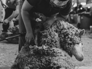 Shearing-photo