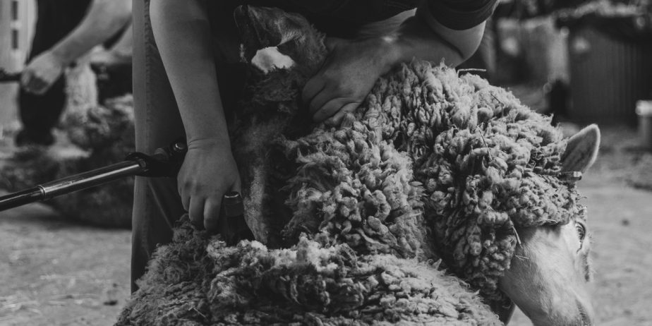 Sheep Shearing Services in California Bay Area and Beyond