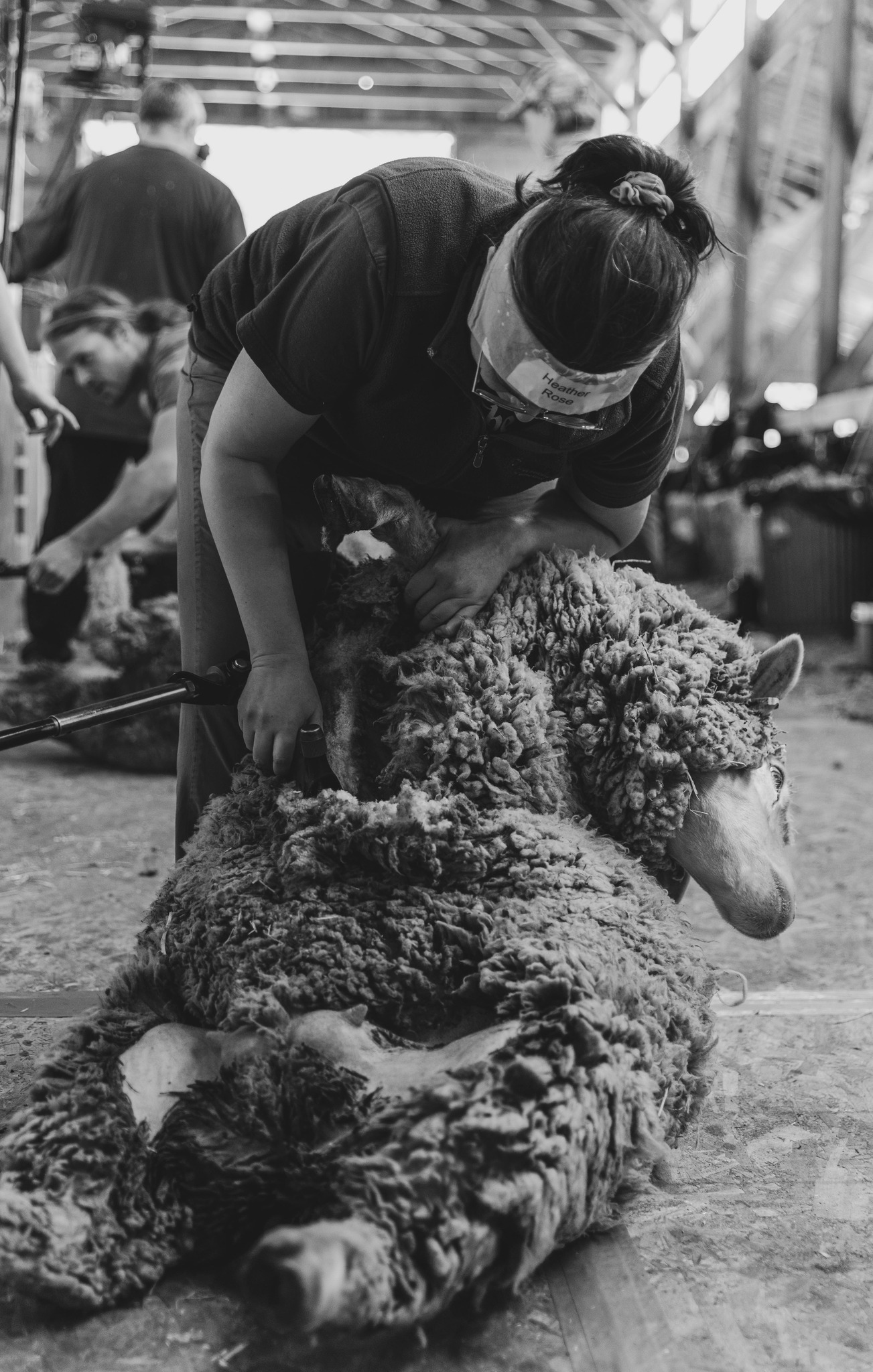 Sheep Shearing Services in California Bay Area and Beyond