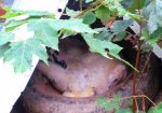 Royal Palm Turkey POULTS Organically Raised