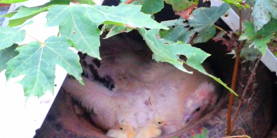 Royal Palm Turkey POULTS Organically Raised