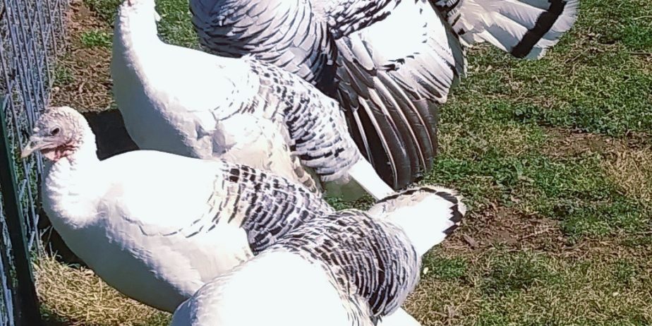 Royal Palm Turkey POULTS Organically Raised