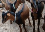2025 bucklings for sale