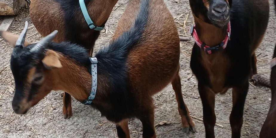 2025 bucklings for sale