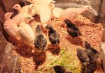 Royal Palm Turkey POULTS Organically Raised