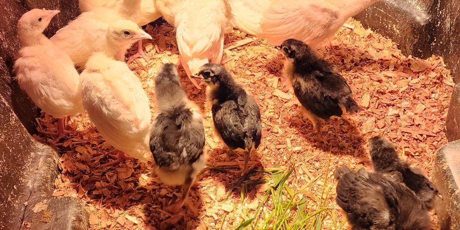 Royal Palm Turkey POULTS Organically Raised