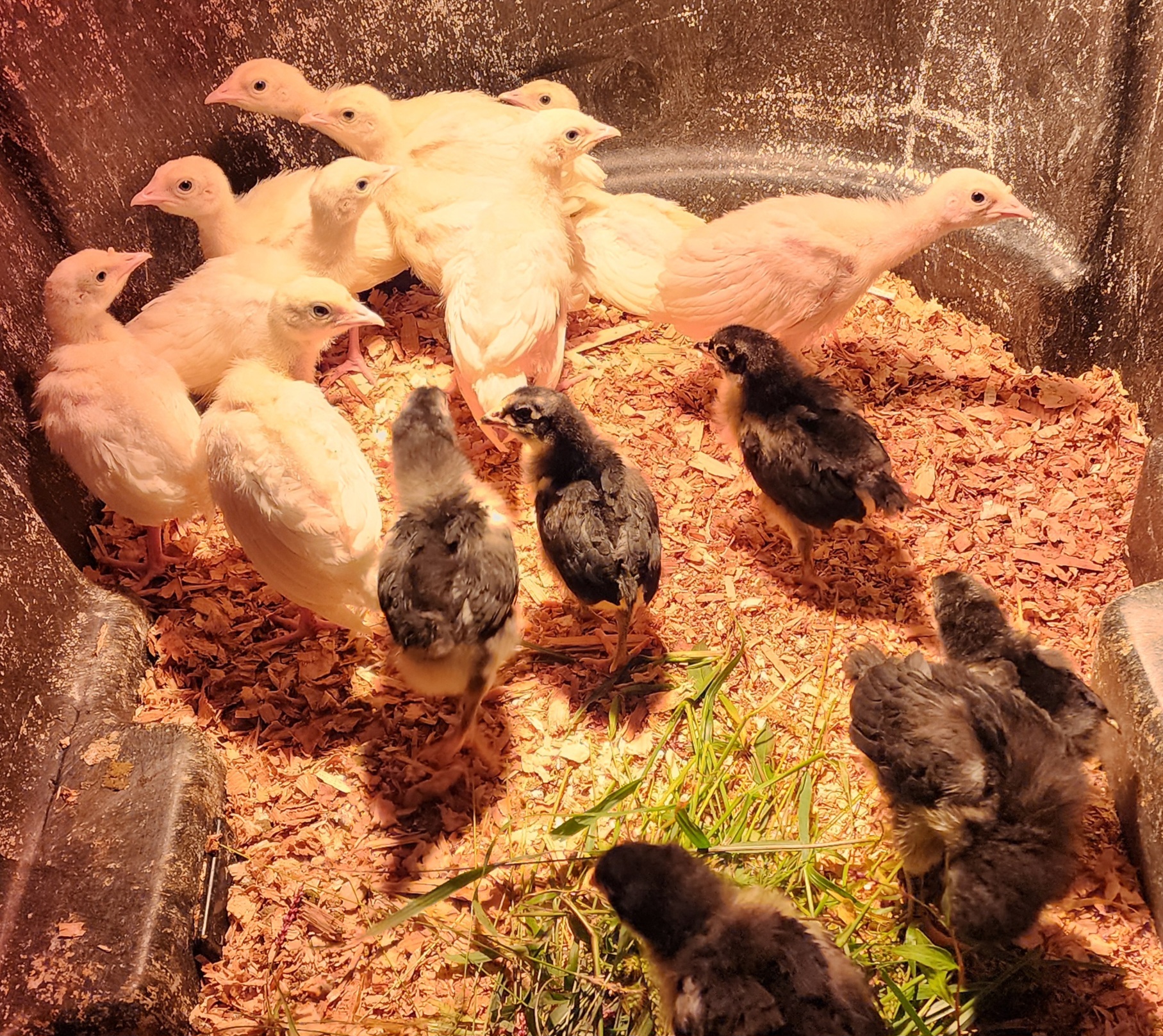 Royal Palm Turkey POULTS Organically Raised
