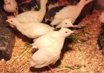 Royal Palm Turkey POULTS Organically Raised
