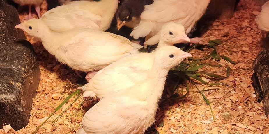 Royal Palm Turkey POULTS Organically Raised