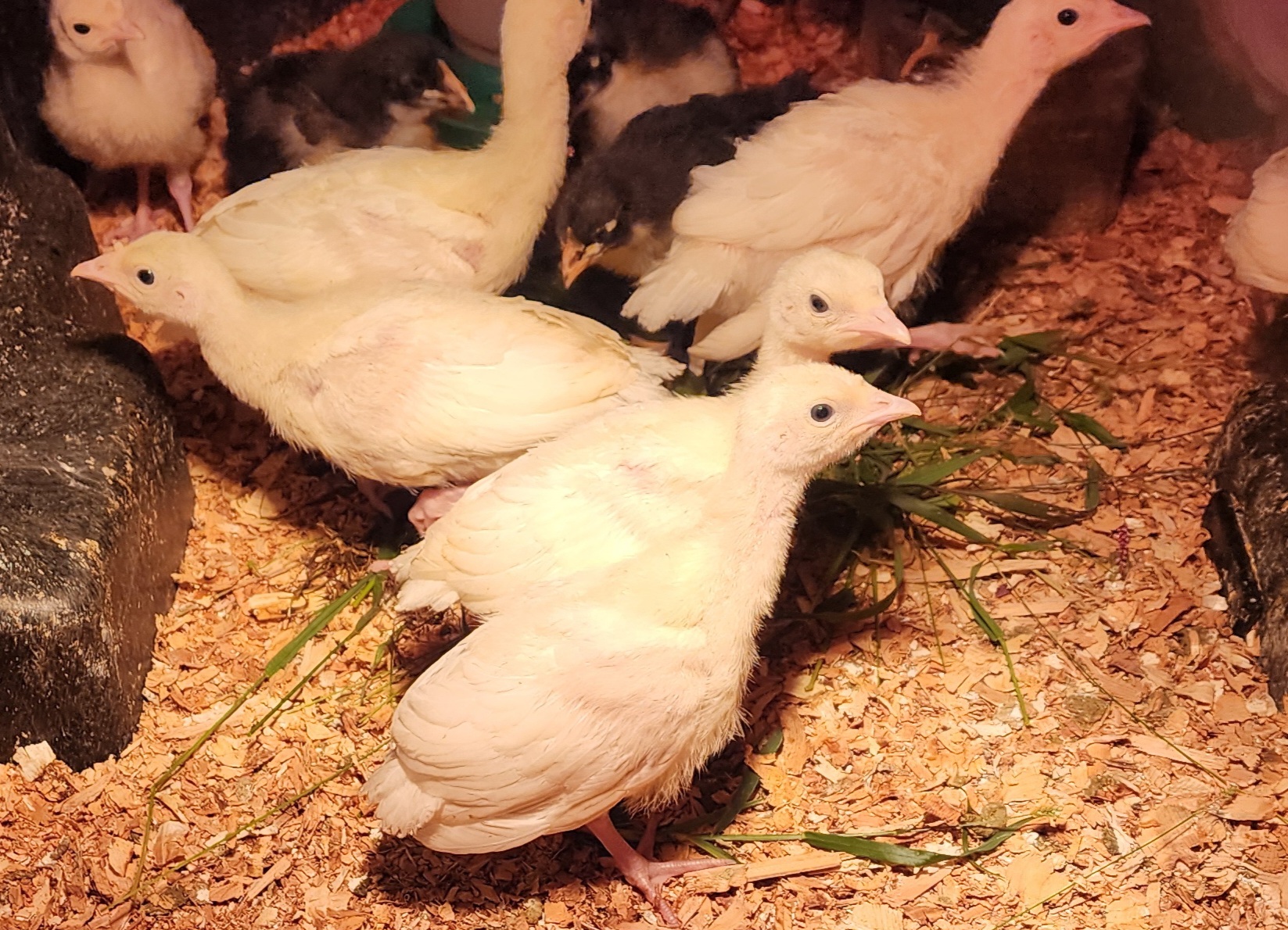 Royal Palm Turkey POULTS Organically Raised