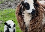 Full Service Wool and Fiber Mill Northern California