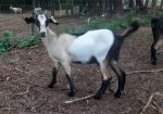 Baylis Spanish Goats