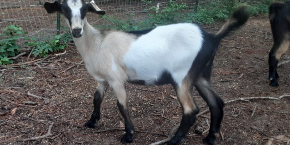 Baylis Spanish Goats