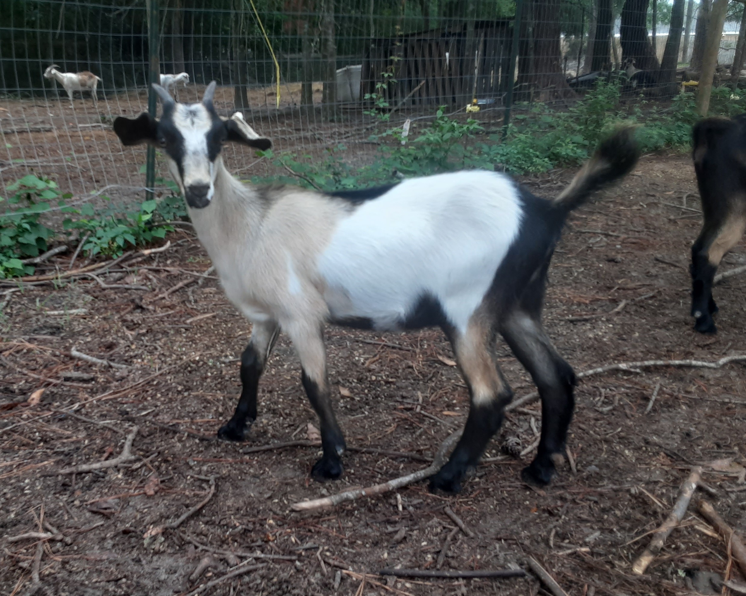 Baylis Spanish Goats