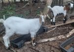 Baylis Spanish Goats