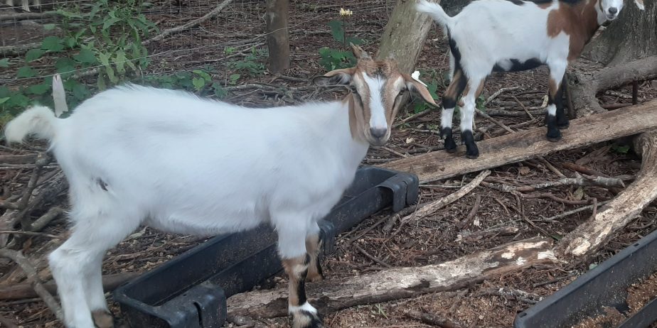Baylis Spanish Goats