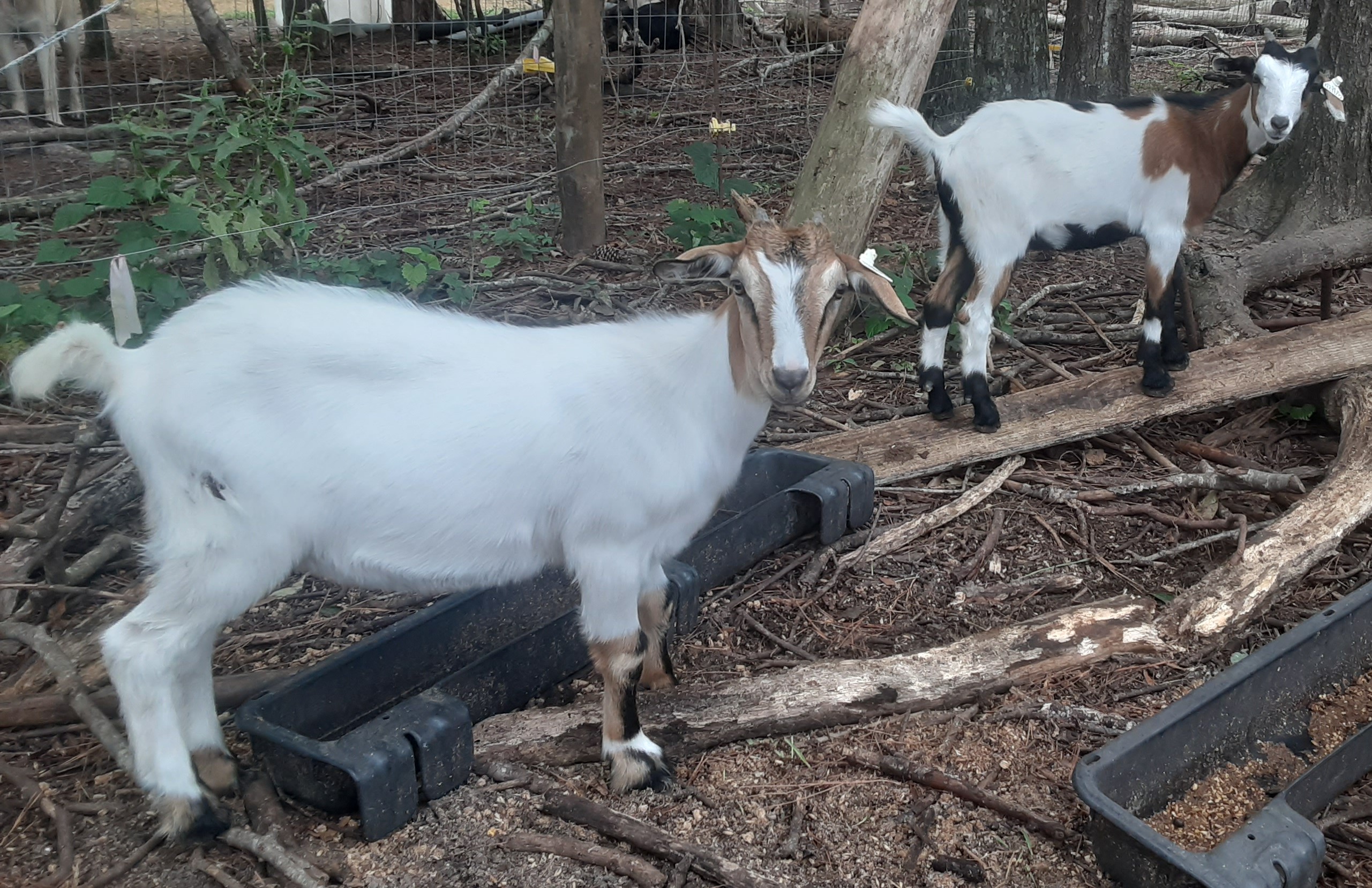 Baylis Spanish Goats