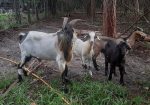 Baylis Spanish Goats