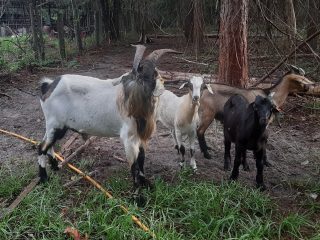 group-of-bucks