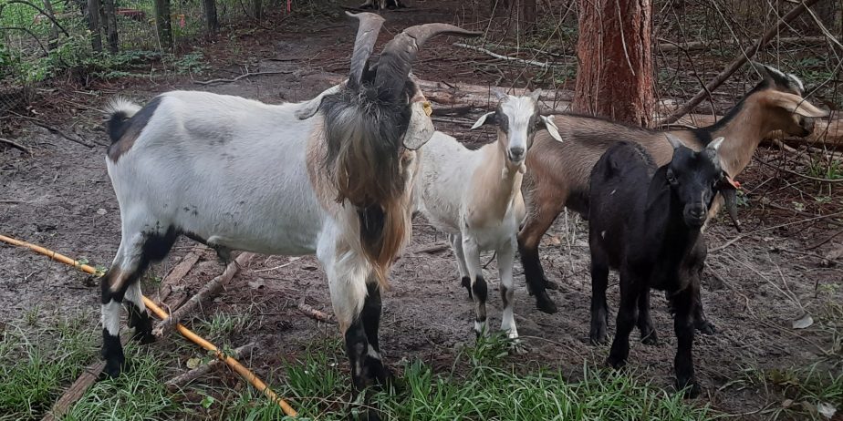 Baylis Spanish Goats