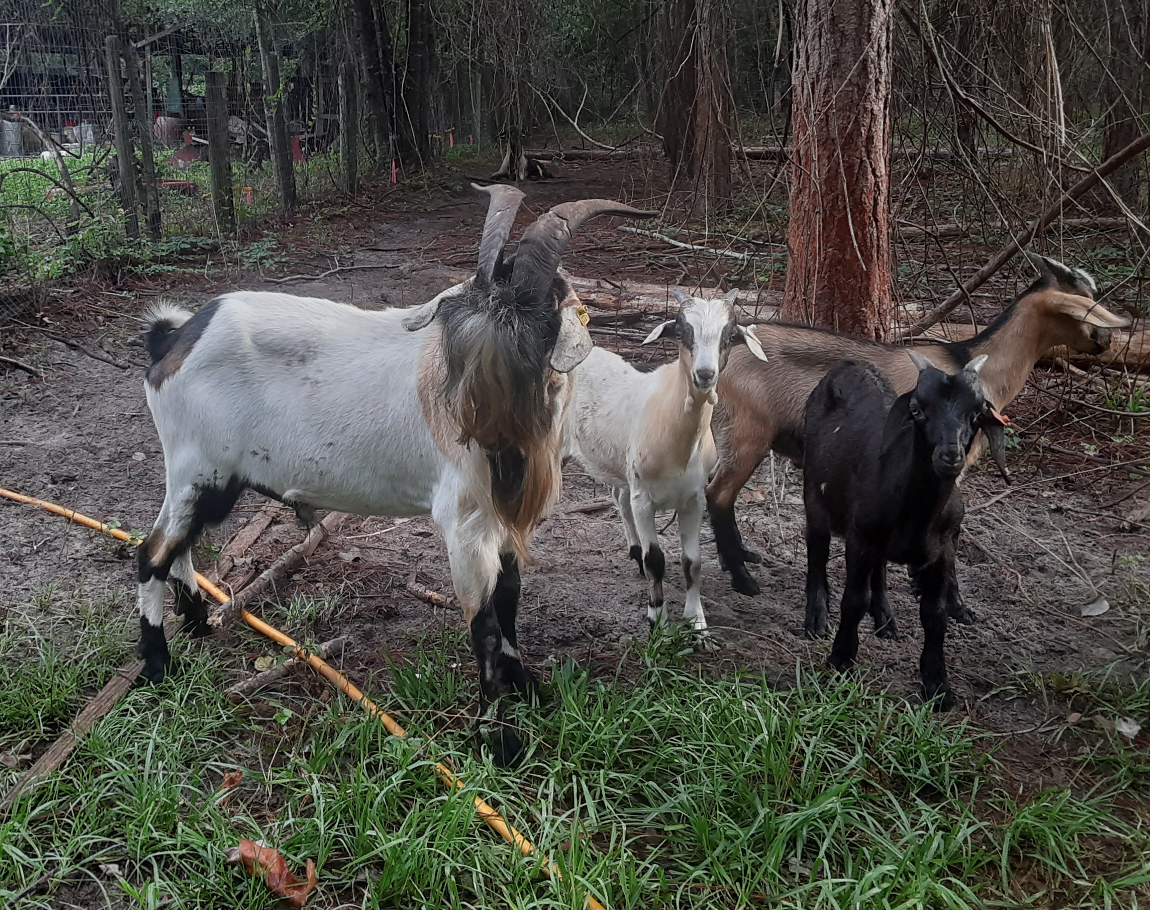 Baylis Spanish Goats