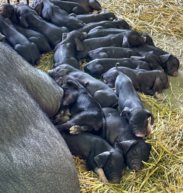 Purebred Meishan Piglets