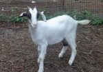 Baylis Spanish Goats
