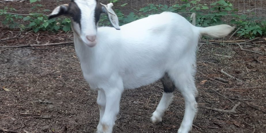 Baylis Spanish Goats