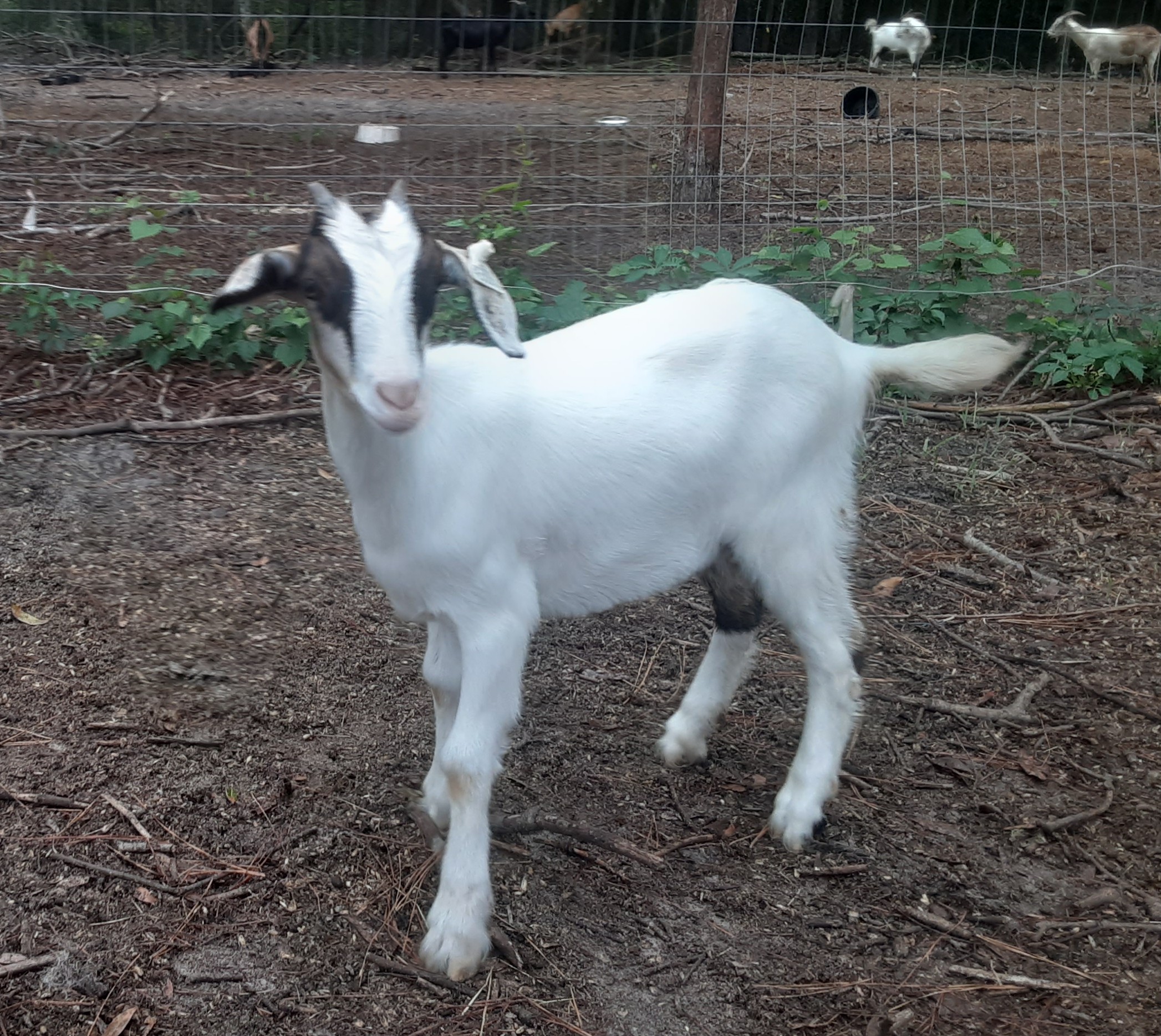 Baylis Spanish Goats