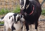 Arapawa Critically Endangered Goats