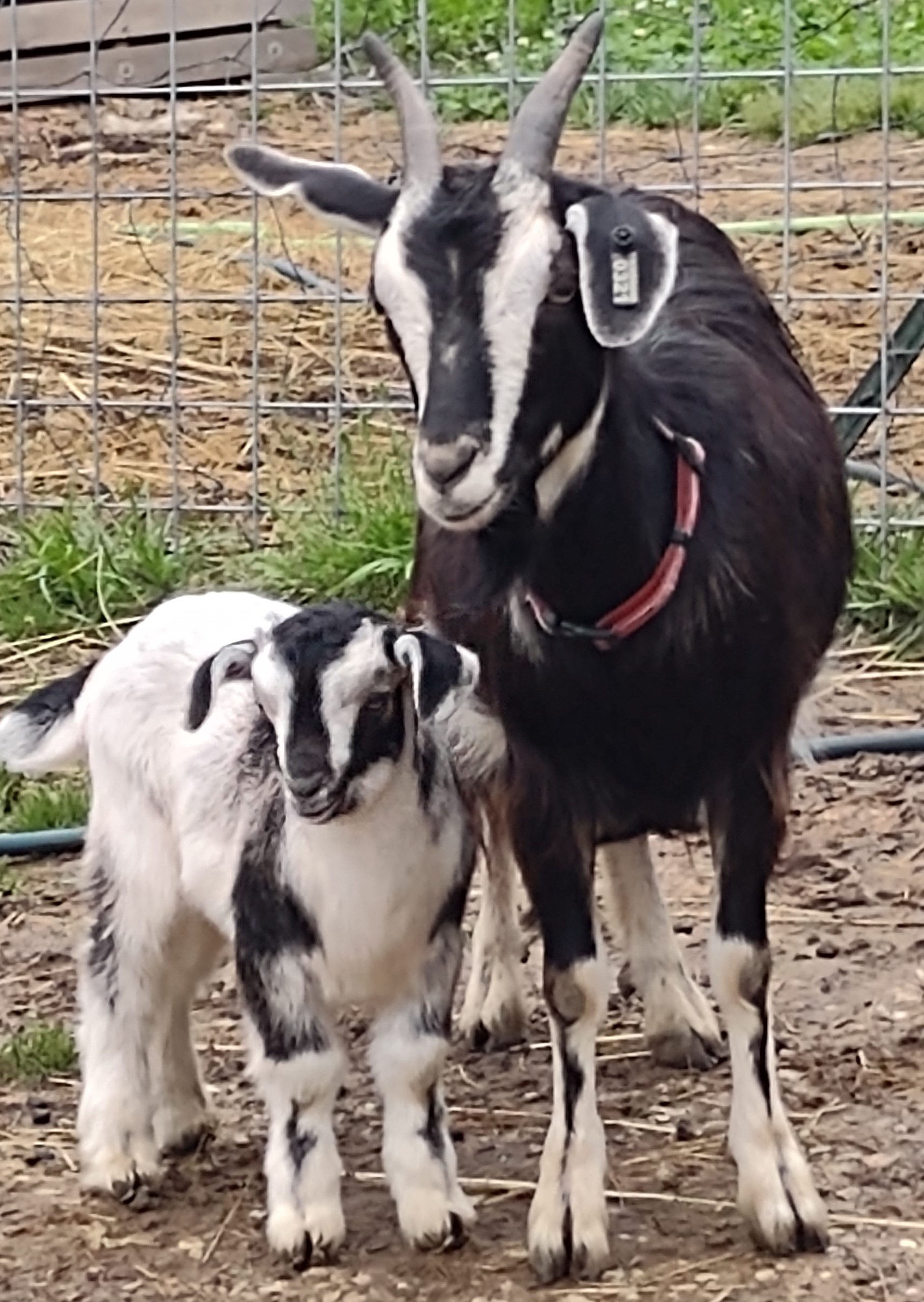 Arapawa Critically Endangered Goats