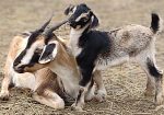 Arapawa Critically Endangered Goats