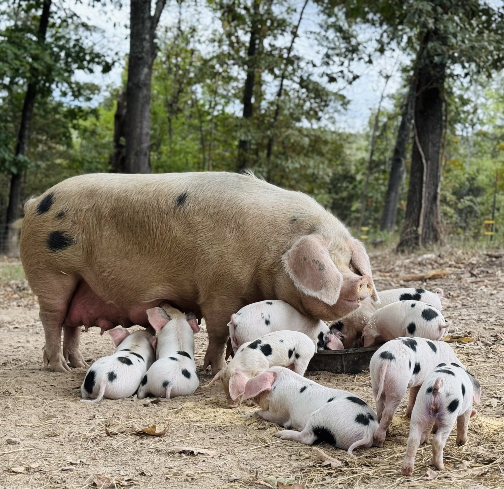 Purebred Gloucestershire Old Spot Pigs – USGOS Registered