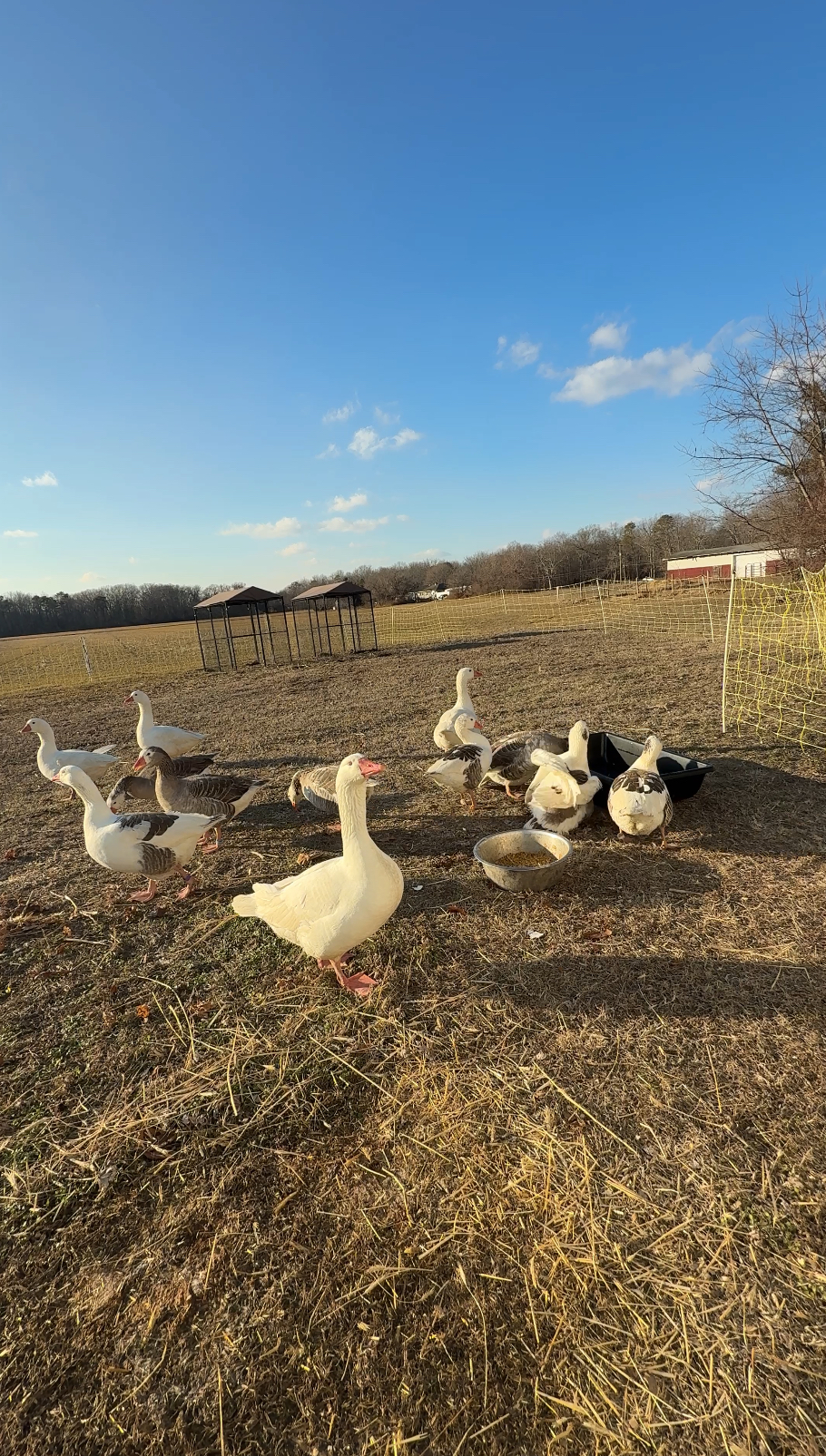 Cotton Patch Geese – gosling pairs Spring 2026