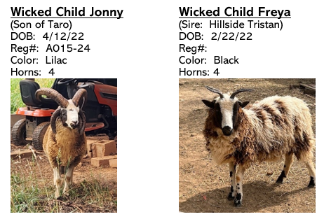 Breeding Pairs Available