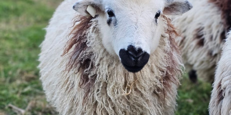Call Jacob Rams Jacob yearling rams - The Livestock Conservancy