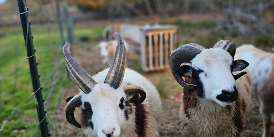 Call Jacob Rams Jacob yearling rams - The Livestock Conservancy