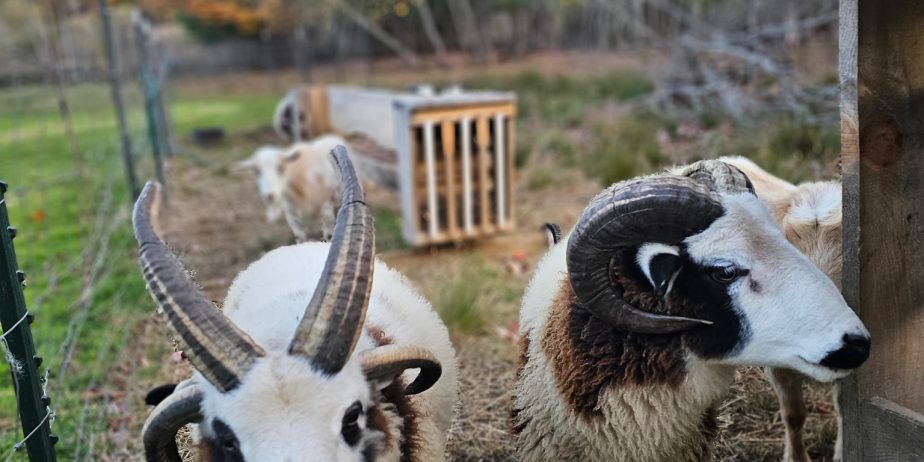 Call Jacob Rams Jacob yearling rams - The Livestock Conservancy
