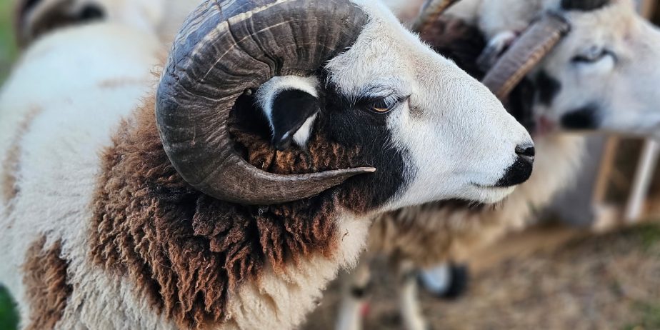 Call Jacob Rams Jacob yearling rams - The Livestock Conservancy