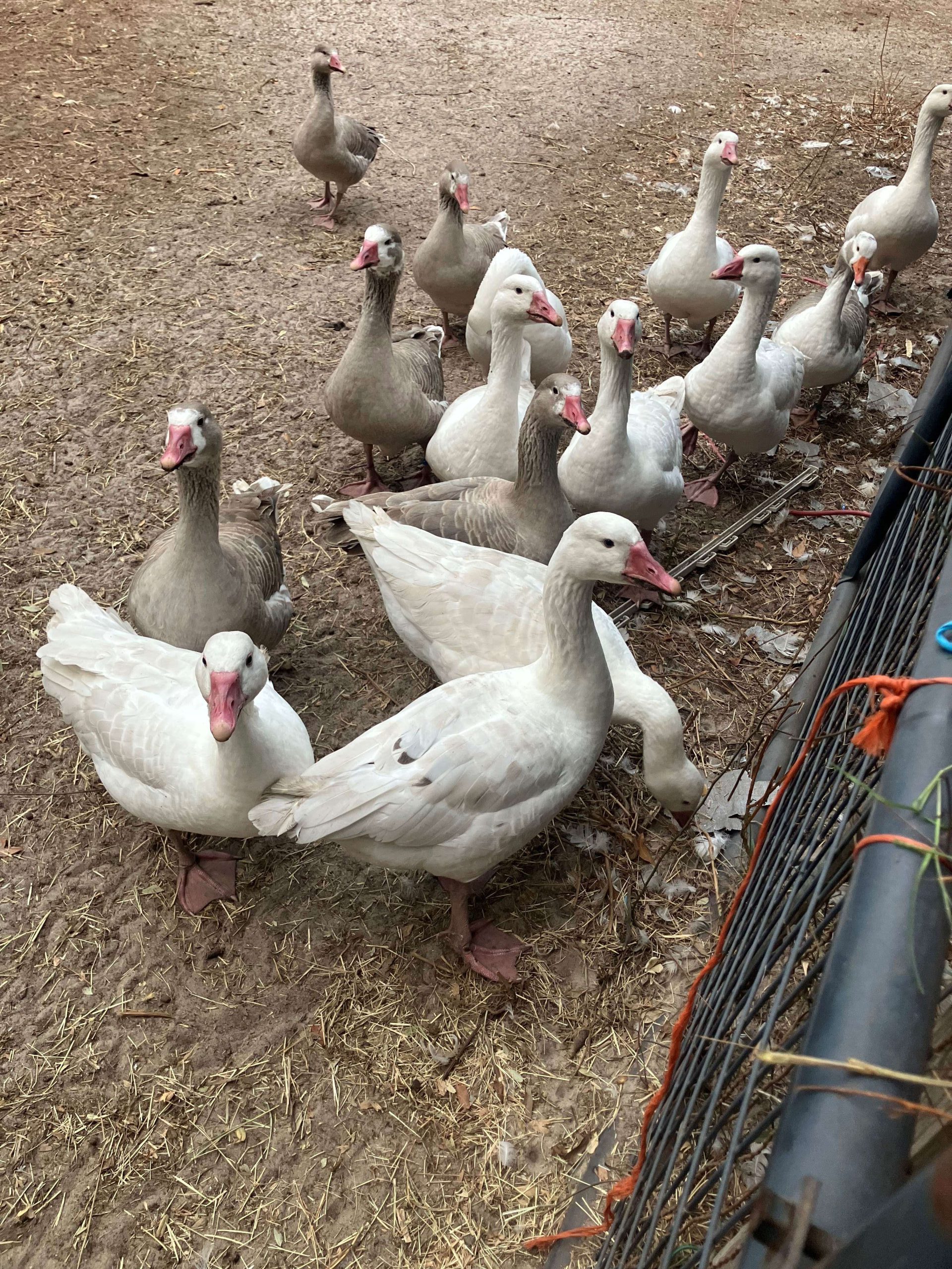 Cotton Patch Geese adults for sale