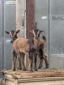 San Clemente Island Goat Line Preservation And Special Project Work