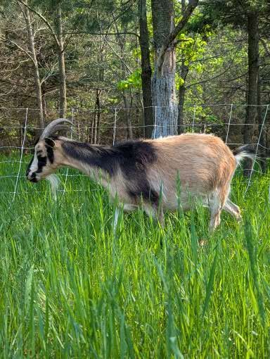 San Clemente Island Goat Line Preservation And Special Project Work