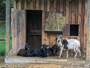 San Clemente Island Goat Line Preservation And Special Project Work