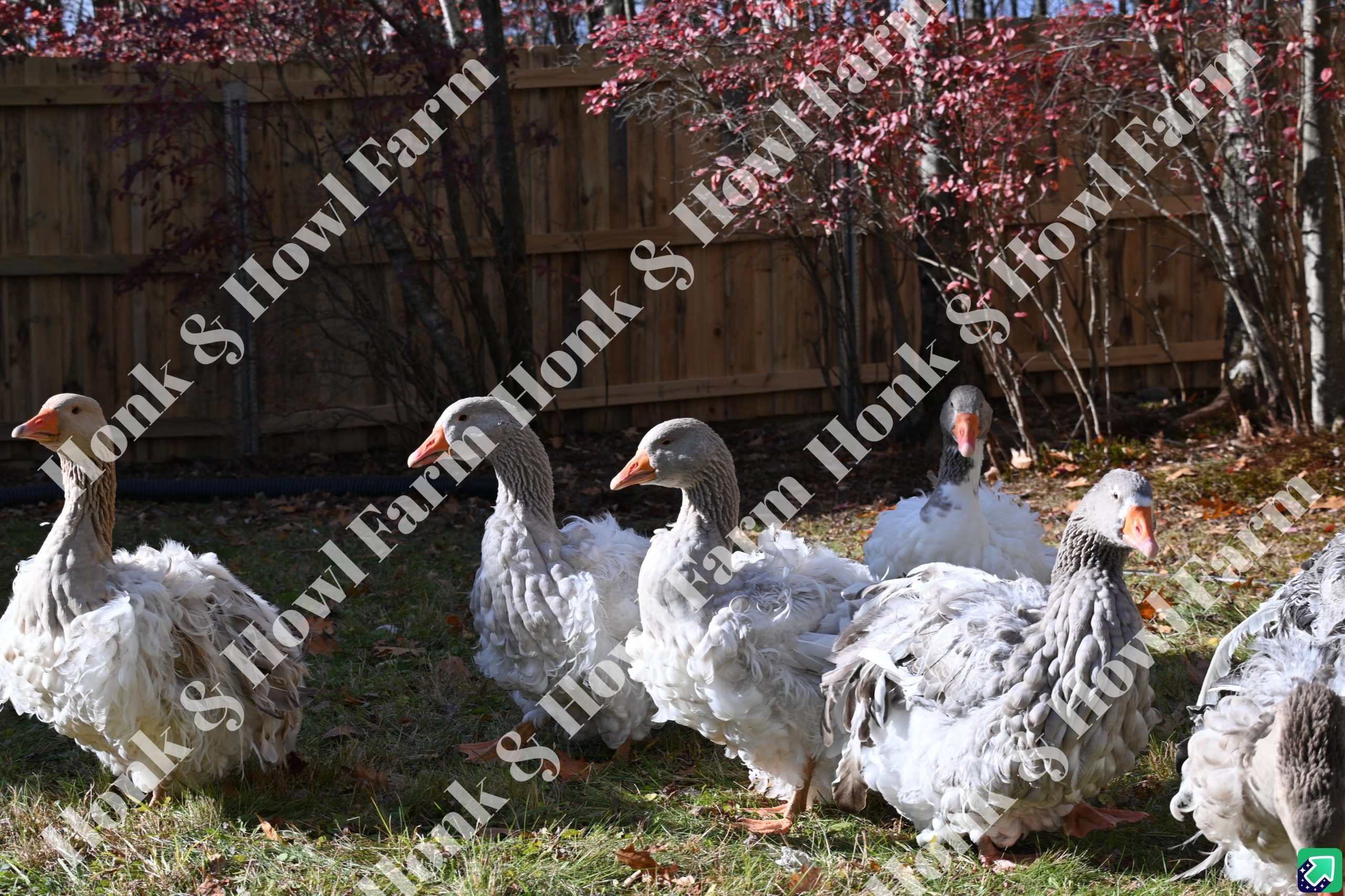 Honk & Howl Farm – Upstate NY – Sebastopol Geese – Goslings & Juveniles – 2026/27