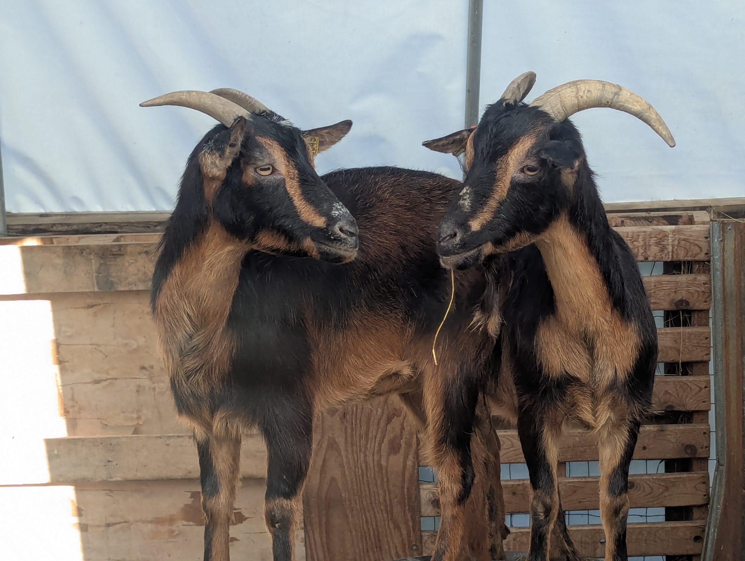 San Clemente Island Goat Line Preservation And Special Project Work