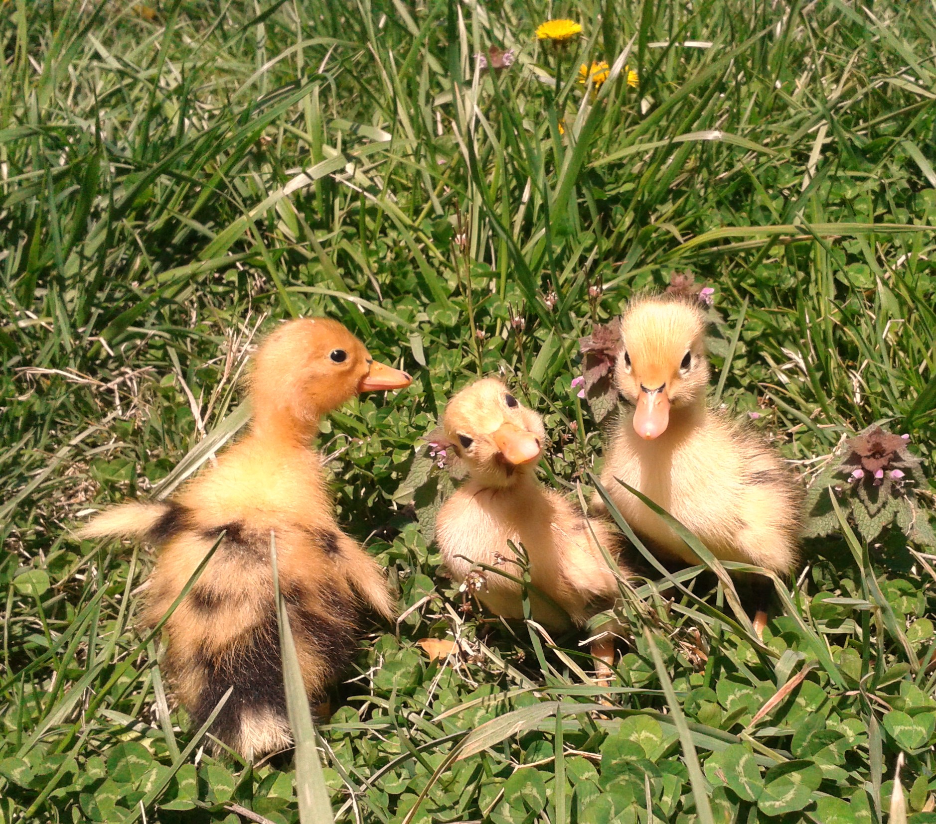 Ancona Ducks and Hatching Eggs: Organically Raised