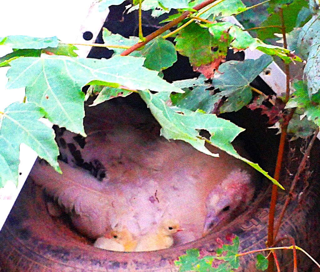 Royal Palm Turkeys, Poults and Hatching Eggs; Organically Raised