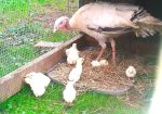 Royal Palm Turkeys, Poults and Hatching Eggs; Organically Raised