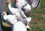 Royal Palm Turkeys, Poults and Hatching Eggs; Organically Raised